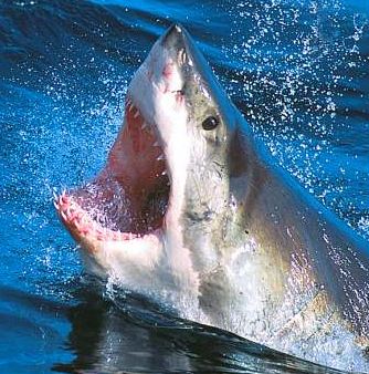 Shark snip